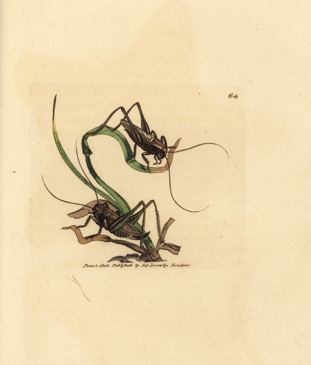 Grey Bush Cricket (Handcoloured Copperplate Engraving by James Sowerby from The British Miscellany) by James Sowerby