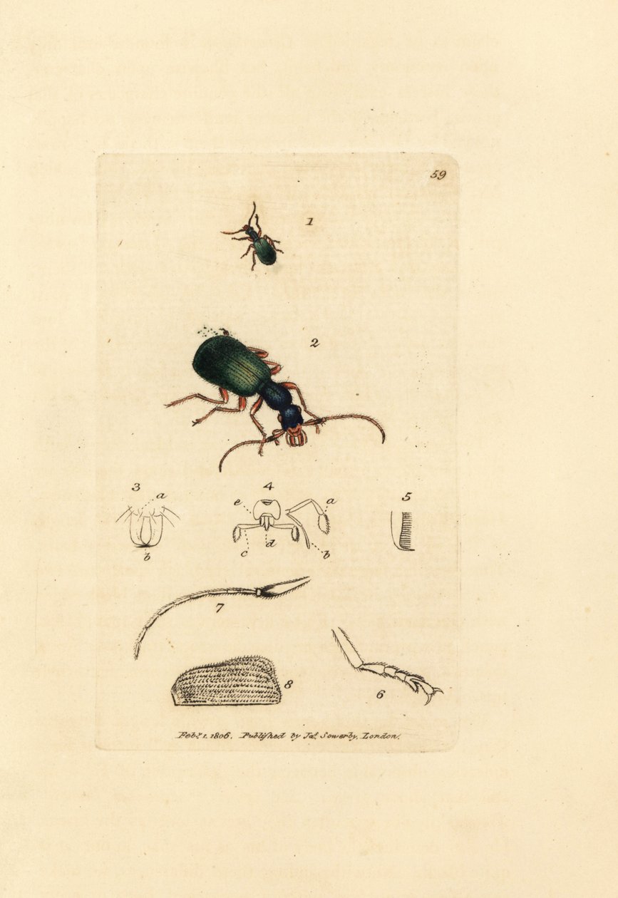 Ground beetle, Drypta dentata by James Sowerby