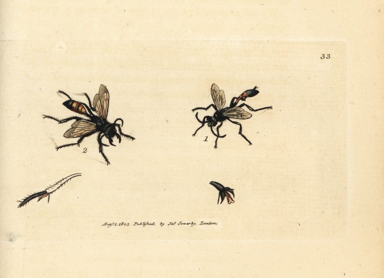 Hairy sandwasp, Podalonia hirsuta by James Sowerby