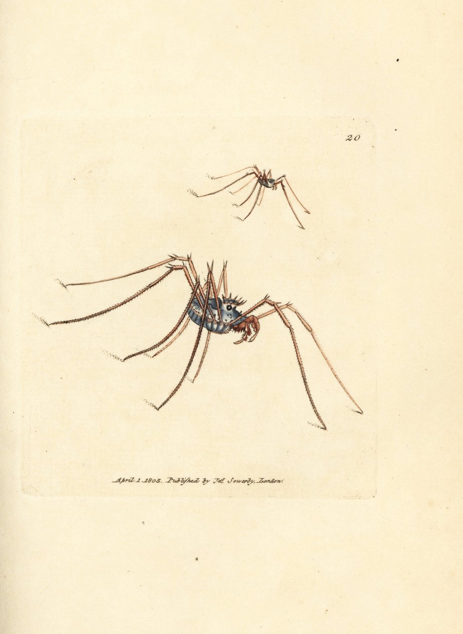 Harvestman Spider, Megabunus diadema by James Sowerby