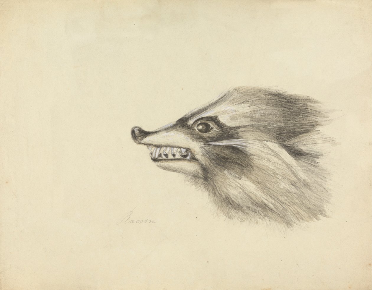 Head of a Racoon by James Sowerby