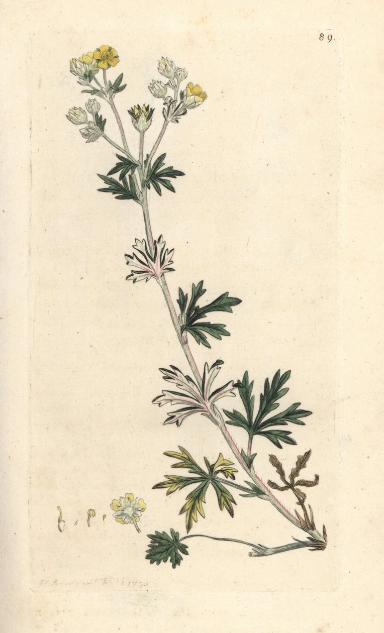 Hoary Cinquefoil, Potentilla argentea (Cinquefoil) Handcoloured Copperplate Engraving after an Illustration by James Sowerby from James Smith