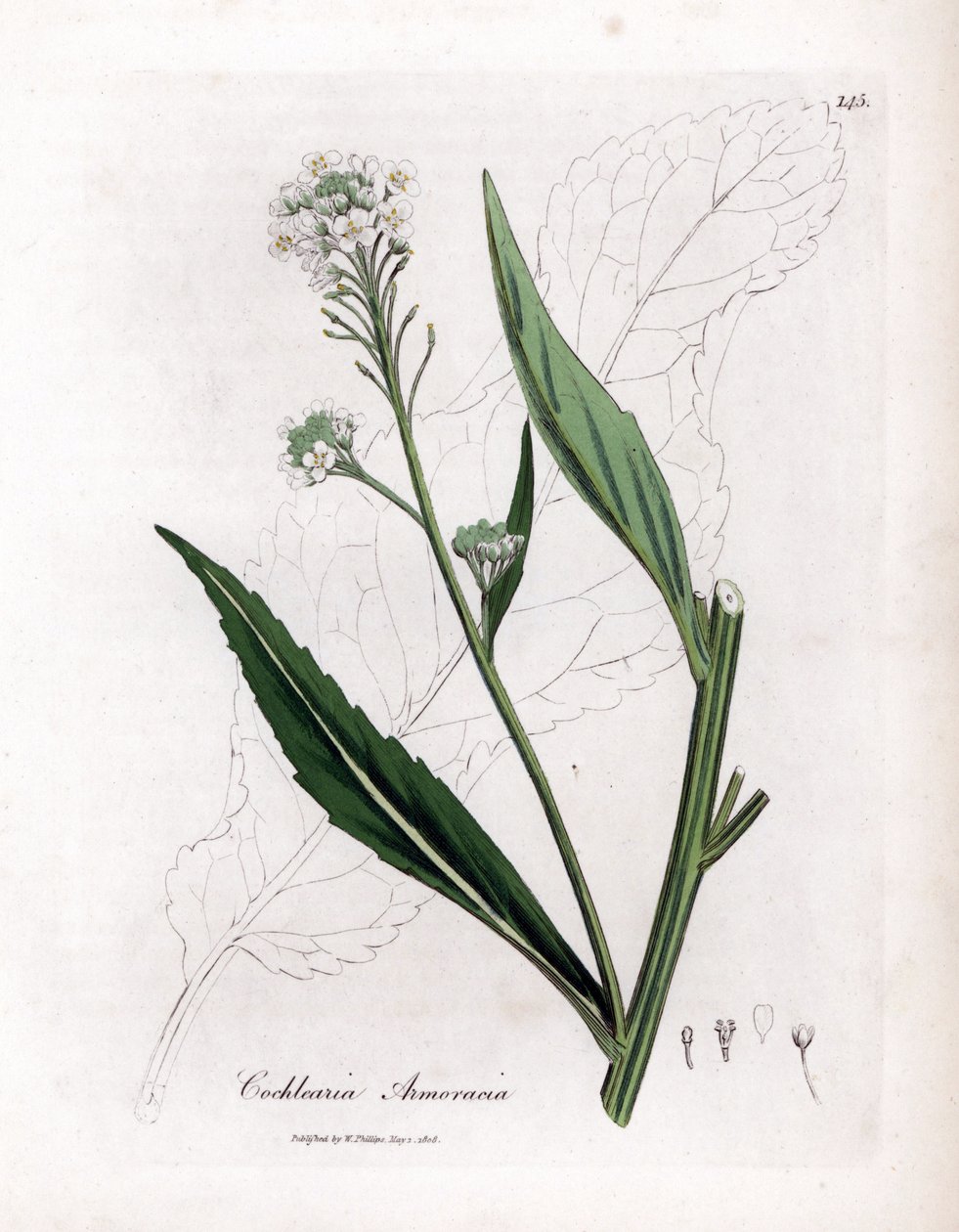 Horseradish or Cranson - Horseradish, Armoracia Rusticana by James Sowerby