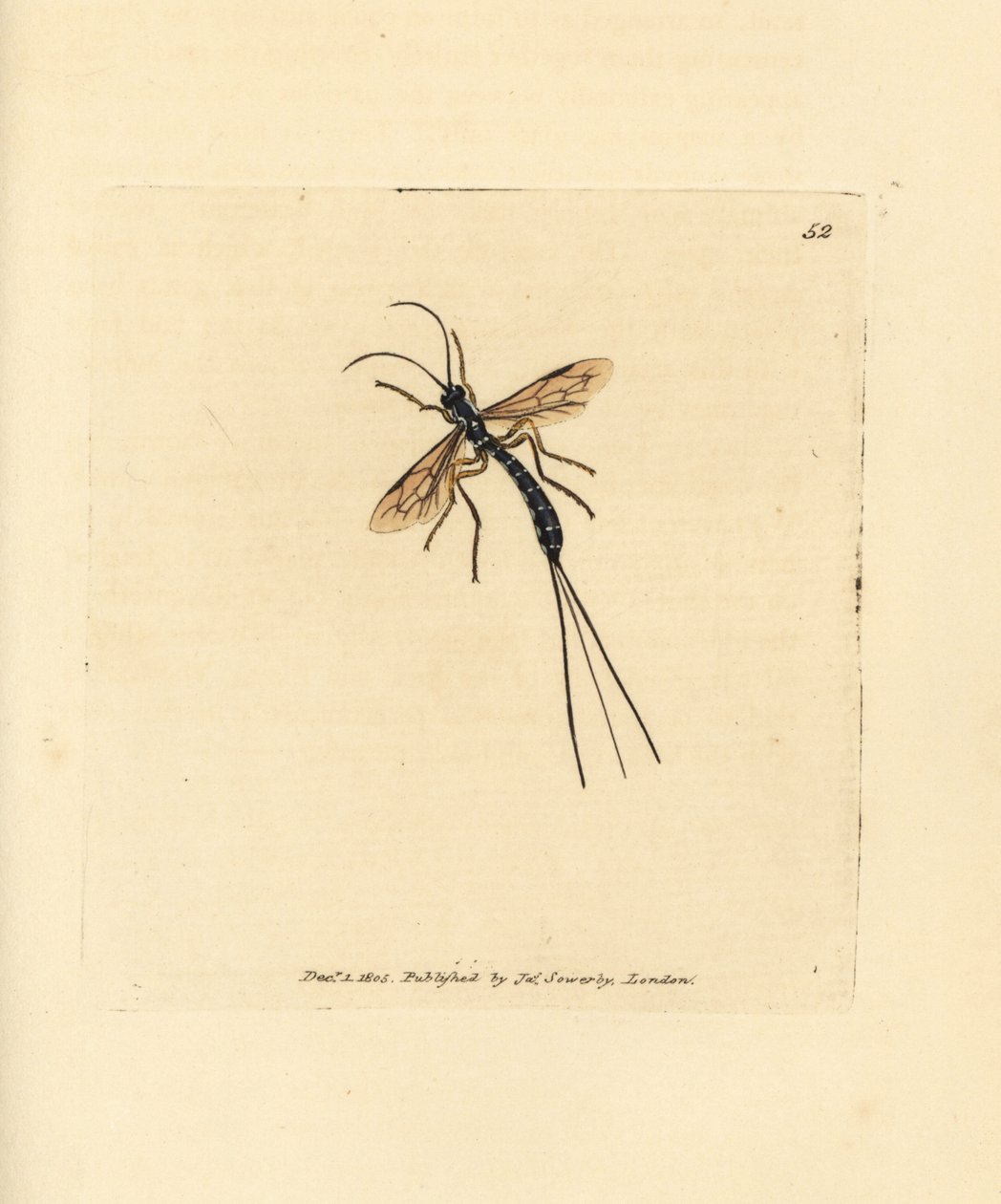 Ichneumon fly, Rhyssa persuasoria by James Sowerby