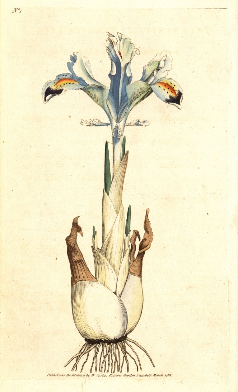 Iris (Persian rose) - Persian iris, Iris persica by James Sowerby