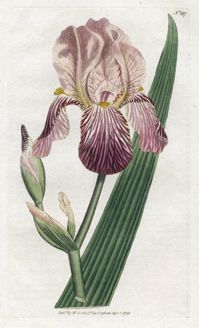 Iris a Smell of Elderberry by James Sowerby