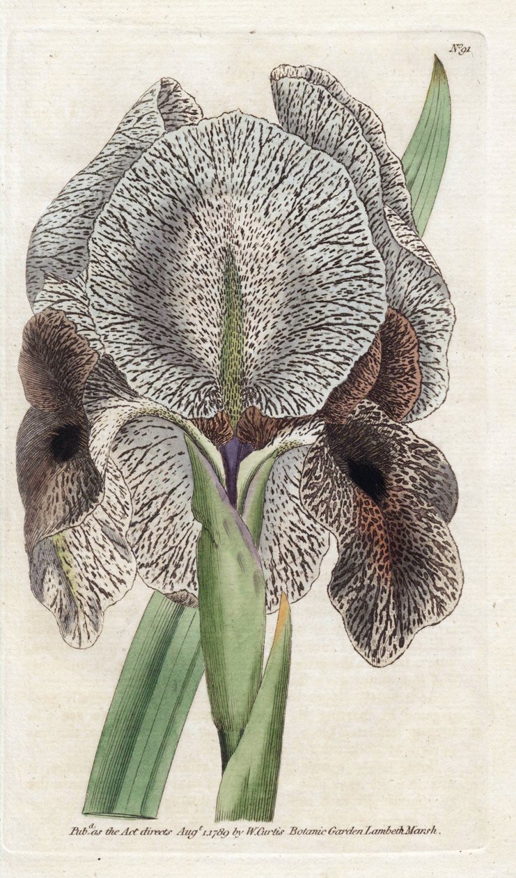 Iris de Chalcedoine or Susa by James Sowerby