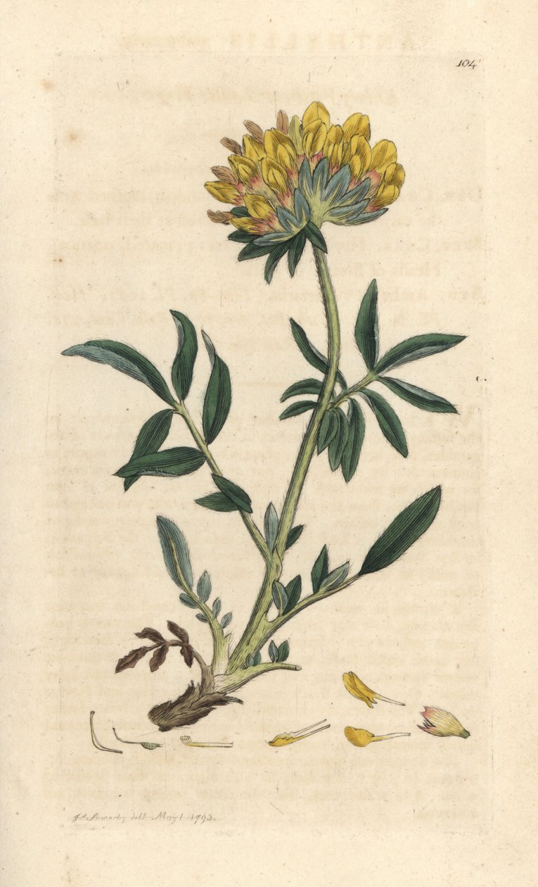 Kidney vetch or ladies finger, Anthyllis vulneraria by James Sowerby