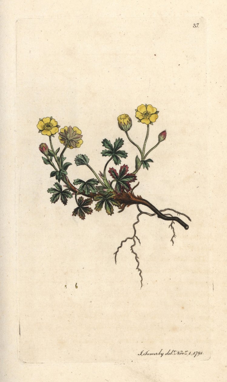 Large-flowered Potentilla, Potentilla grandiflora (Spring Cinquefoil, Potentilla verna) Handcoloured Copperplate Engraving after an Illustration by James Sowerby from James Smith
