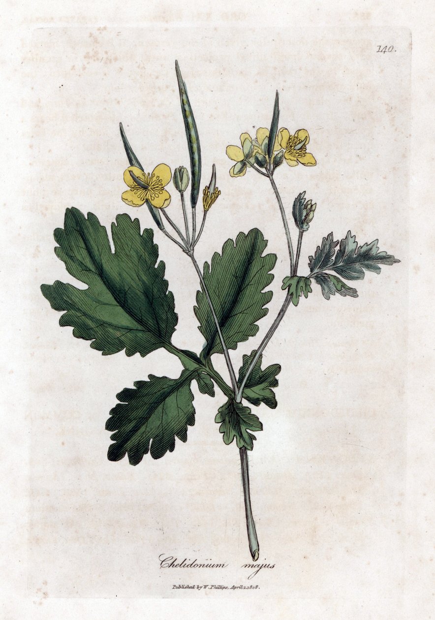 Large Chelidoine or Large Light - Greater Celandine, Chelidonium Majus by James Sowerby