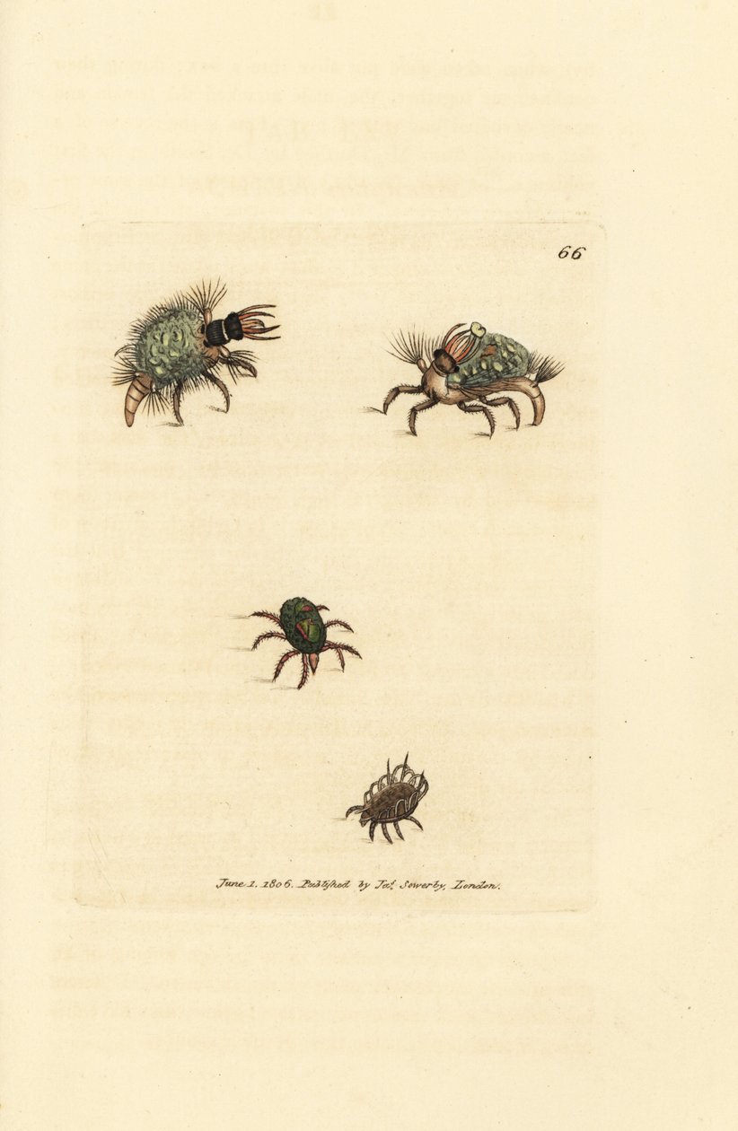 Larva of the Hemerobius (lacewing) clothed in lichen, with mite, Acarus amictus and little basket mite, Acarus corbicula by James Sowerby