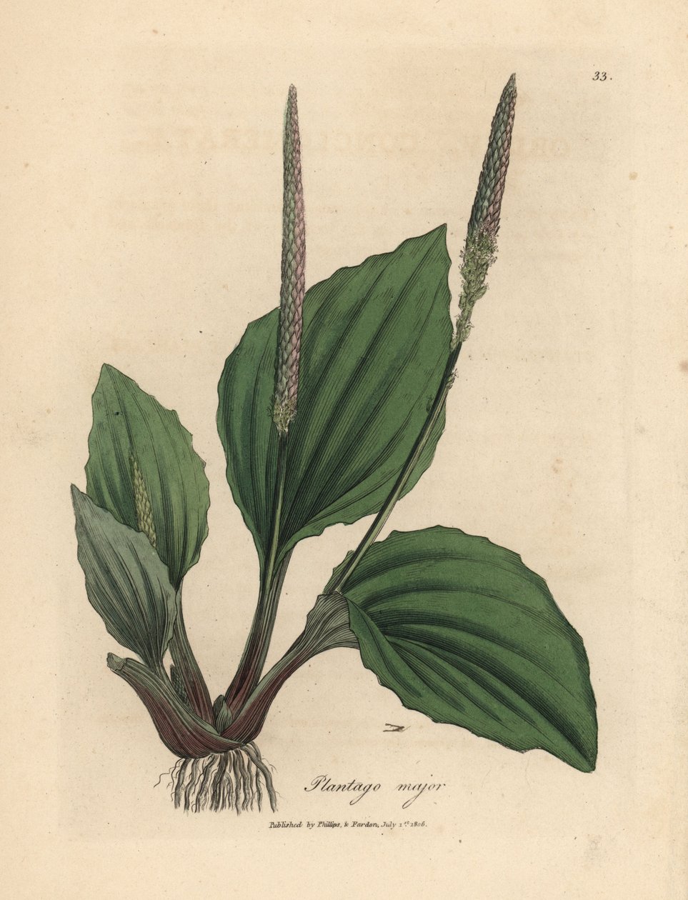 Leaves and Flowers of Plantane by James Sowerby