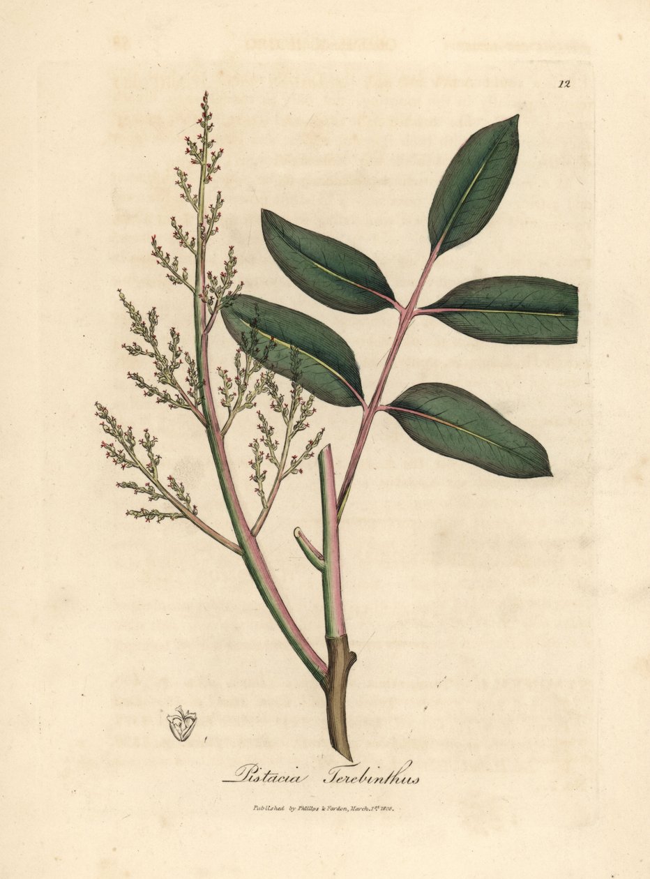 Leaves and flowers of the chian tree, Pistacia terebinthus by James Sowerby