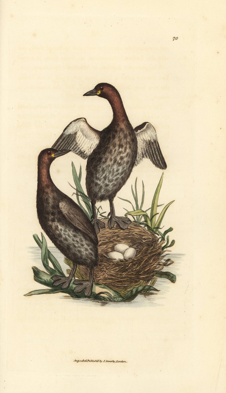 Little grebe, Tachybaptus ruficollis (Small black-chinned grebe, Colymbus hebridicus?). Pair on nest with three eggs by James Sowerby