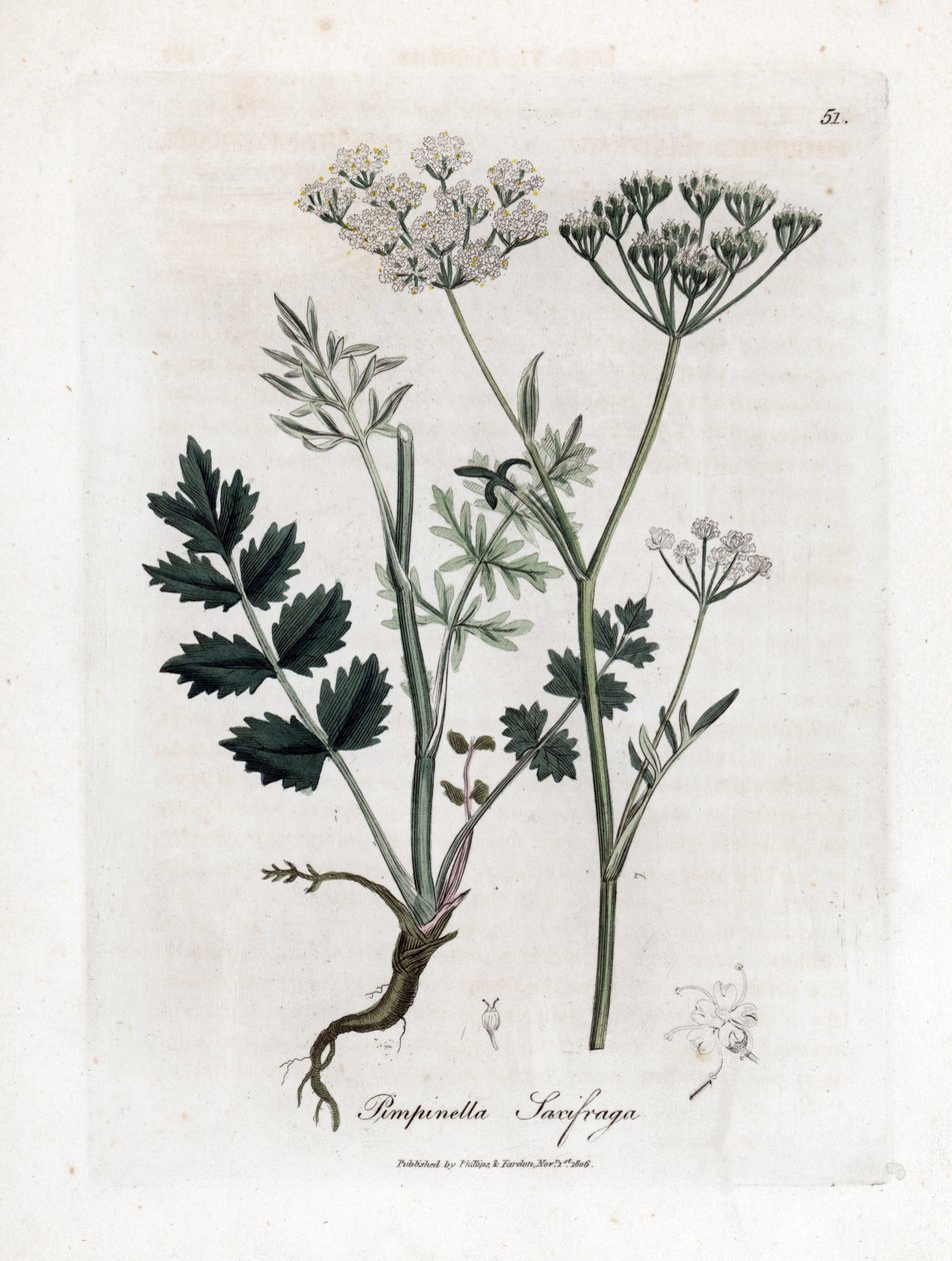 Locage saxifrage - Burnet saxifrage, Pimpinella saxifraga by James Sowerby
