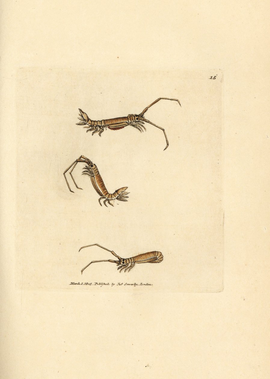 Long-horn isopod, Astacilla longicornis by James Sowerby
