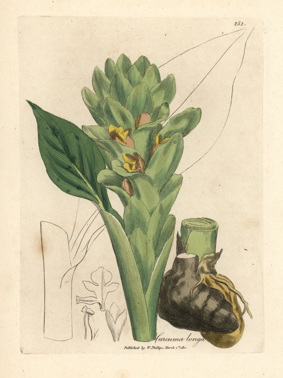 Long-rooted turmeric, Curcuma longa by James Sowerby