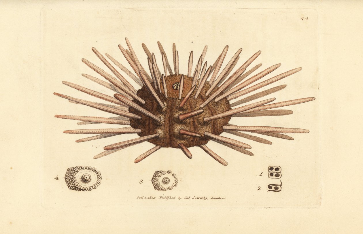 Long-spine slate pen sea urchin, Cidaris cidaris by James Sowerby