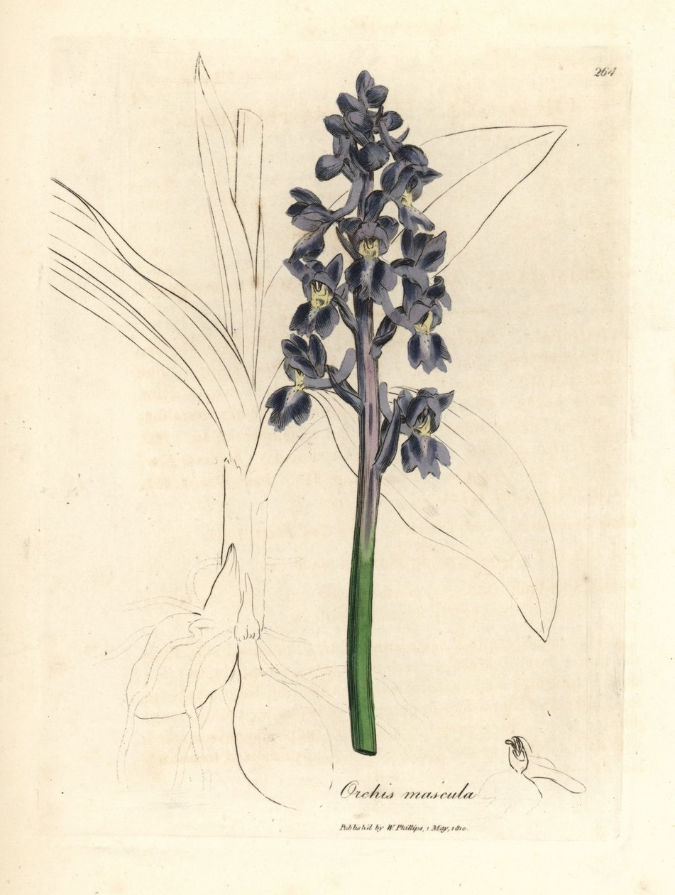 Male orchis, Orchis mascula by James Sowerby
