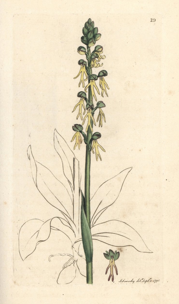 Man Orchid, Orchis anthropophora (Green Man Orchis, Ophrys anthropophora). Handcoloured Copperplate Engraving after an Illustration by James Sowerby from James Smith