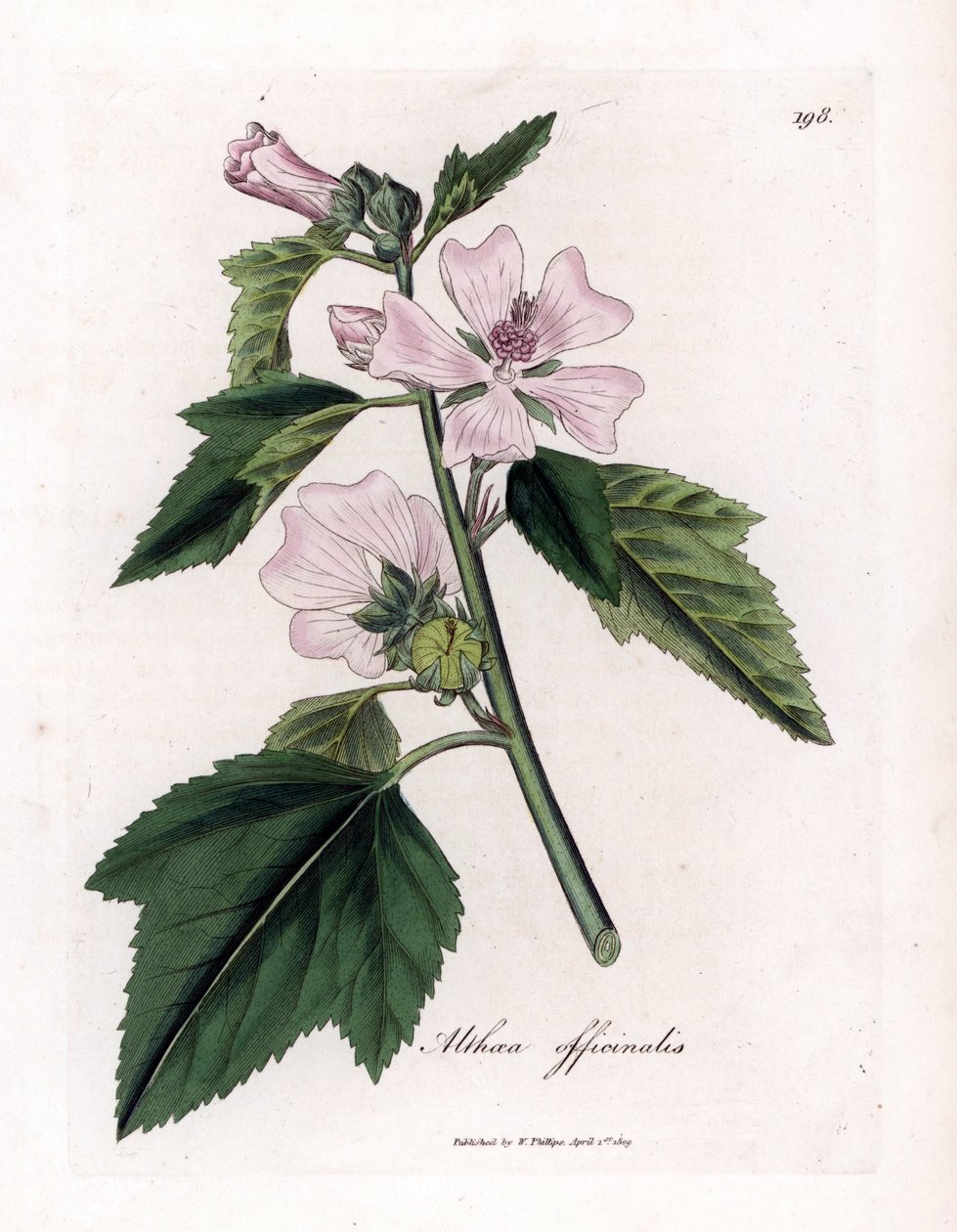 Marshmallow officinale or wild or white purple marshmallow, Althaea officinalis. Handcoloured copperplate engraving from a botanical illustration by James Sowerby from William Woodville and Sir William Jackson Hooker