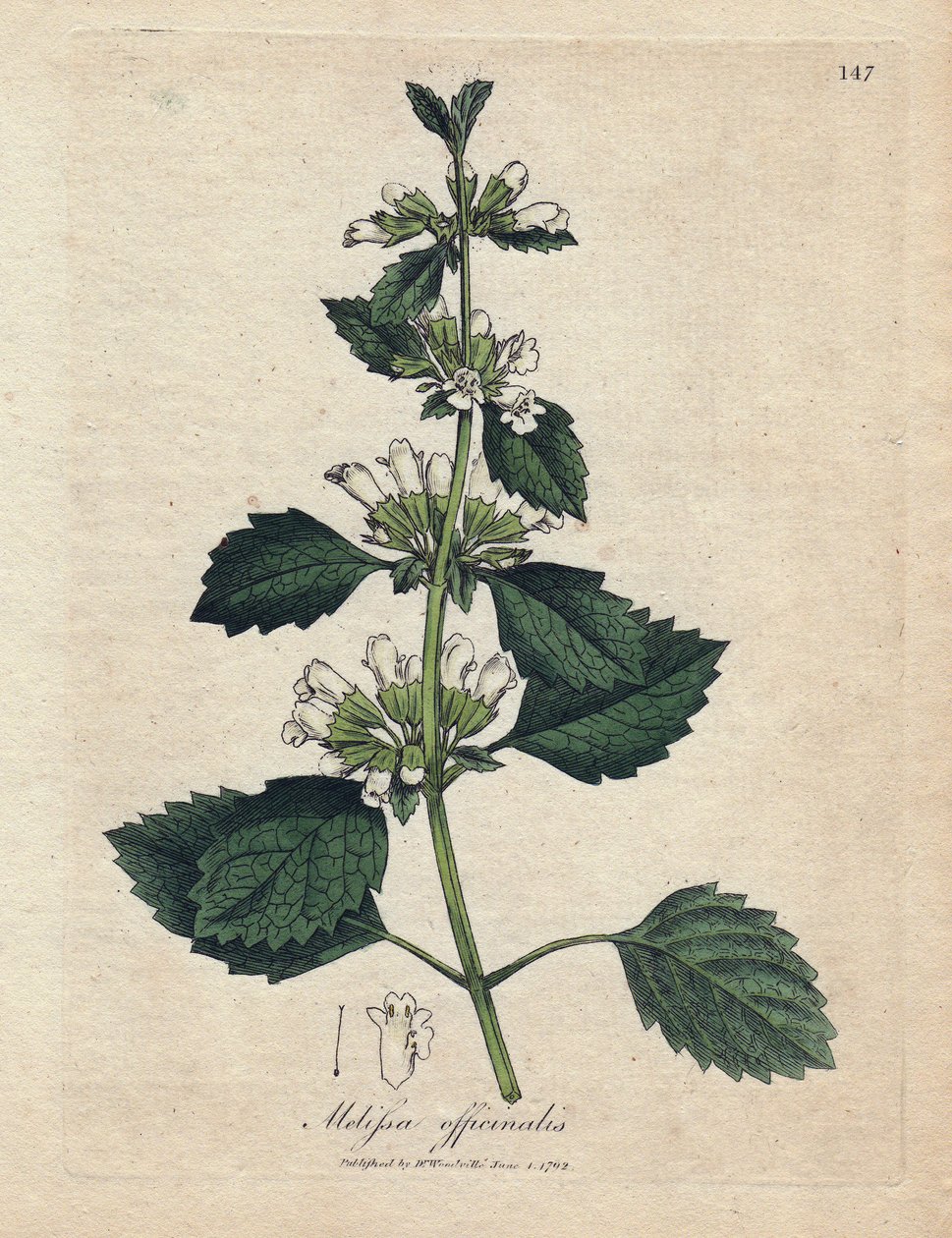 Melissa Officinalis by James Sowerby