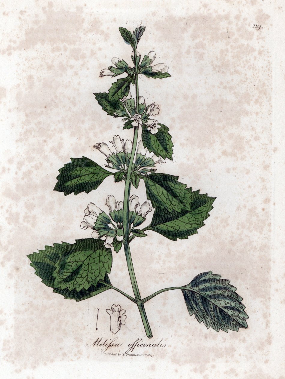 Melisse Officinale or Melisse Lemongrass - Common Balm, Melissa Officinalis by James Sowerby