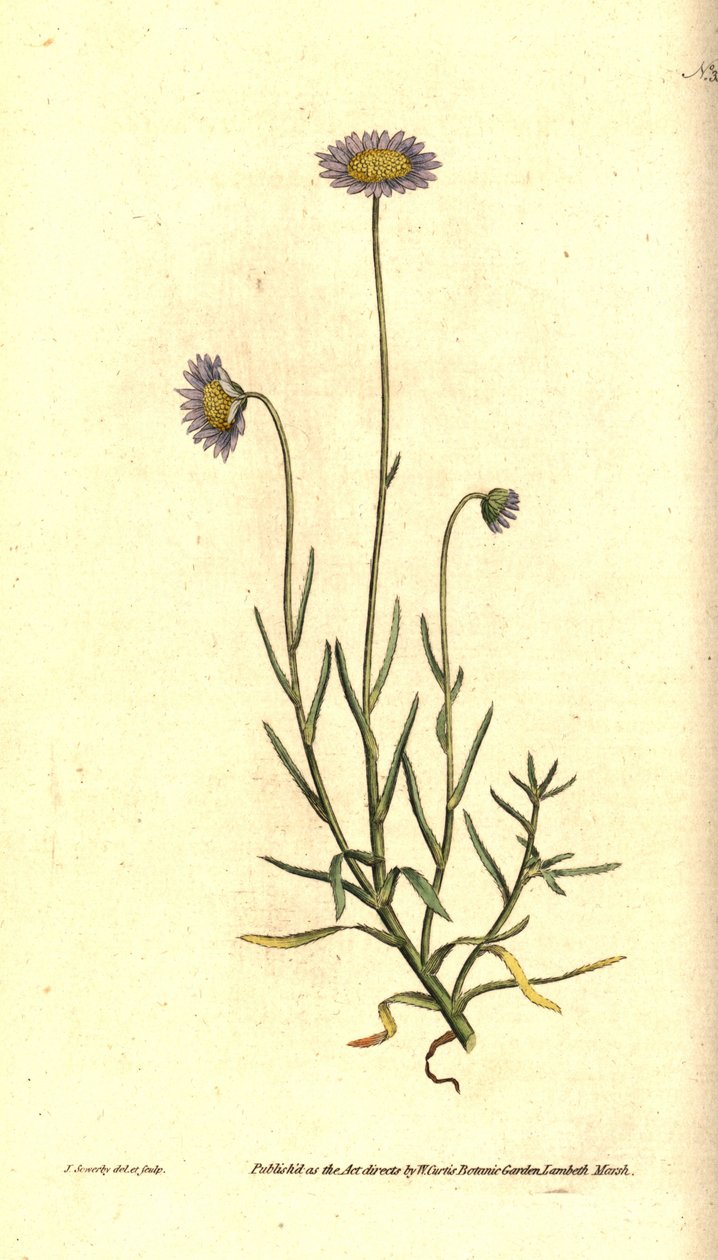 Mignonette Aster, Felicia tenella by James Sowerby