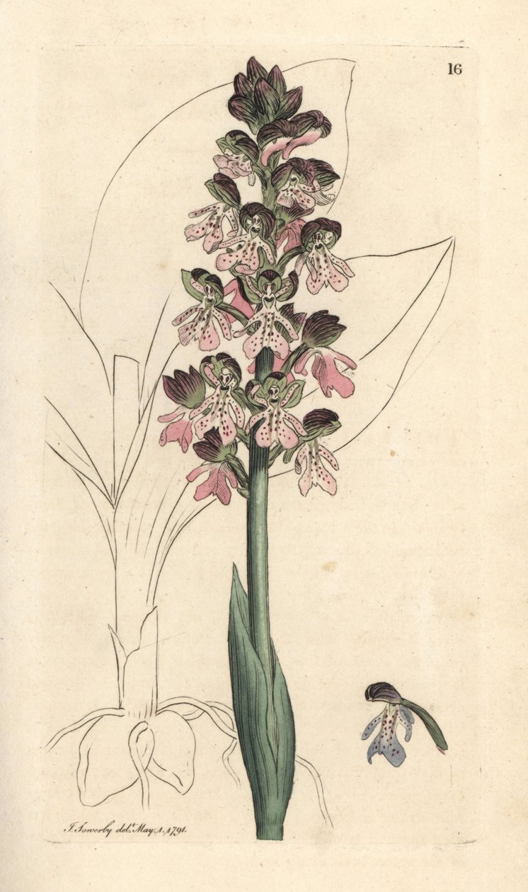 Military Orchis, Orchis militaris (Orchis warrior) by James Sowerby