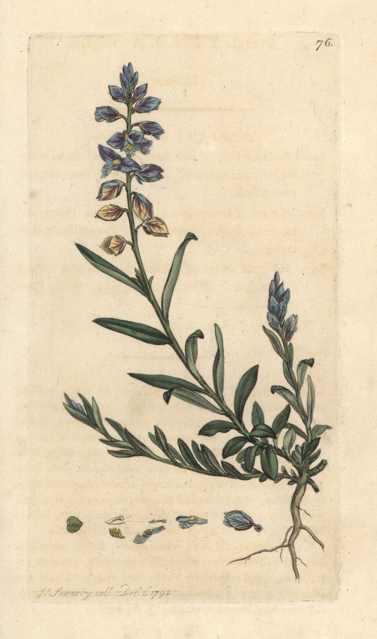 Milkwort, Polygala vulgaris by James Sowerby
