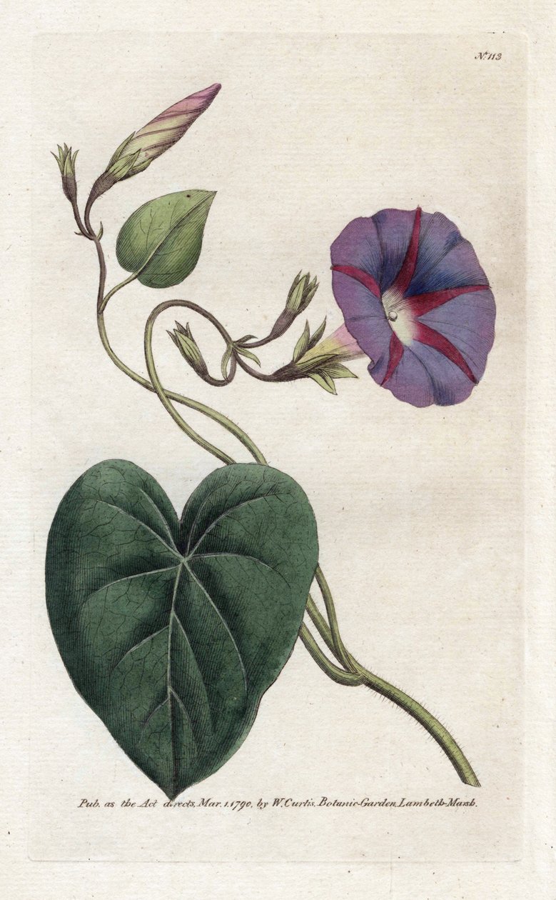 Morning Glory or Ipomee by James Sowerby