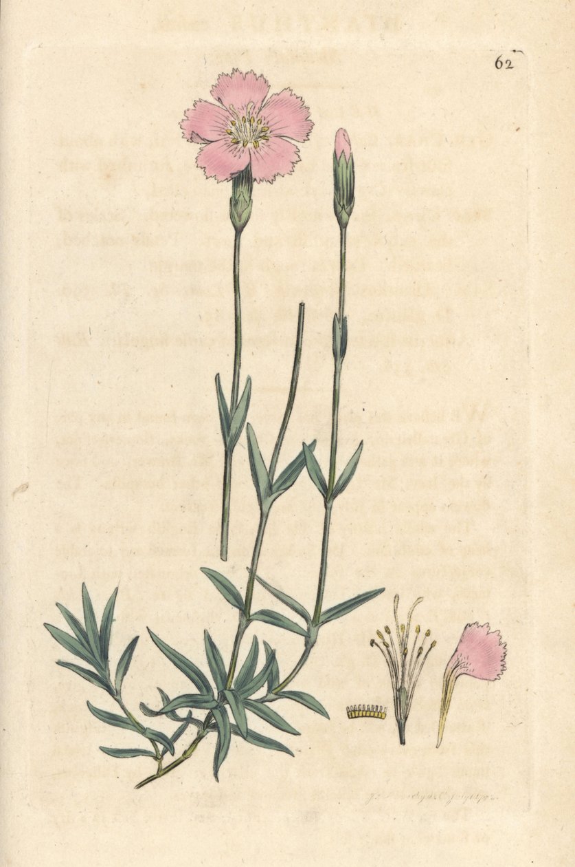 Mountain Pink, Dianthus Caesius by James Sowerby