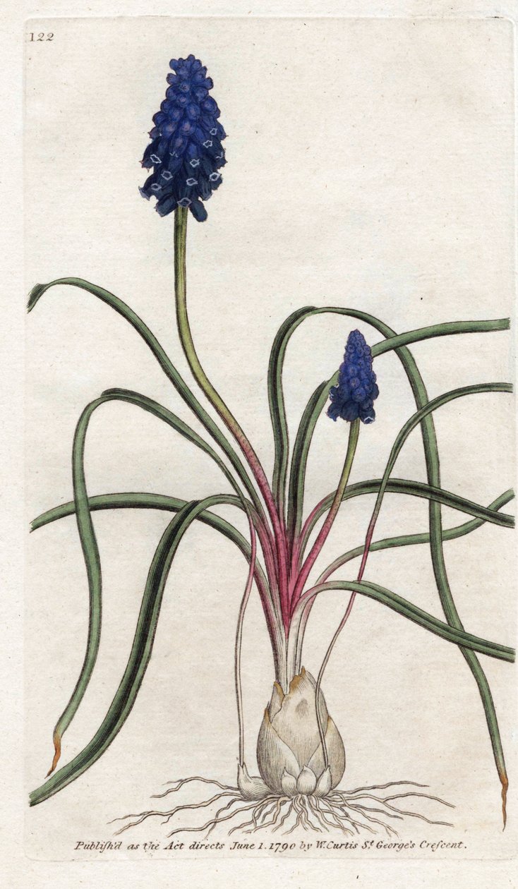 Muscari Neglectum by James Sowerby