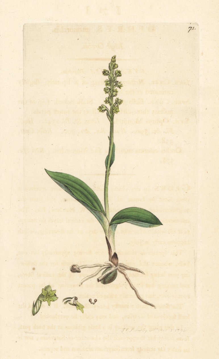 Musk orchid, Herminium monorchis (Musk orchis, Ophrys monorchis). Handcoloured copperplate engraving after an illustration by James Sowerby from James Smith