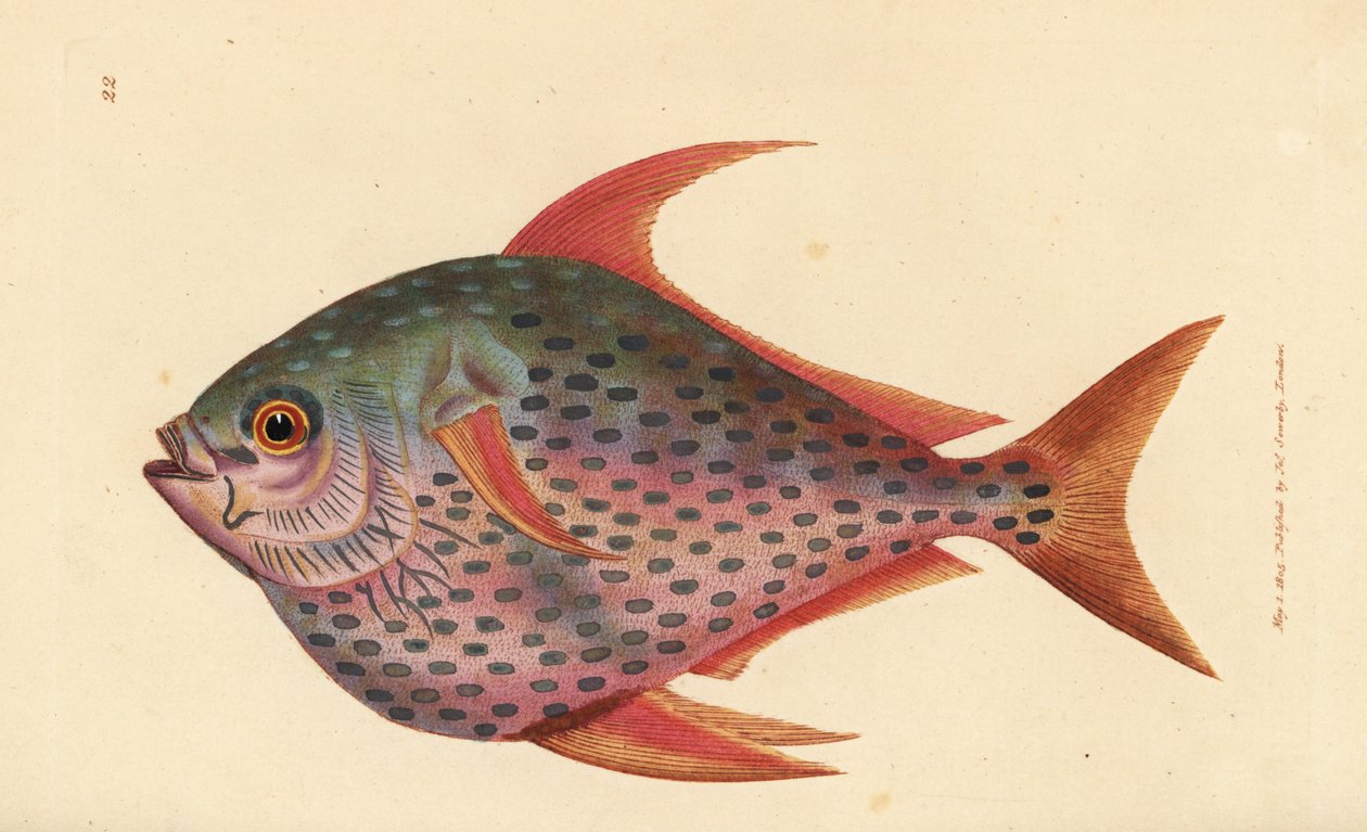 Opah, Lampris guttatus by James Sowerby