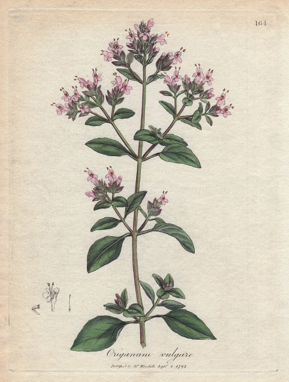 Oregano by James Sowerby