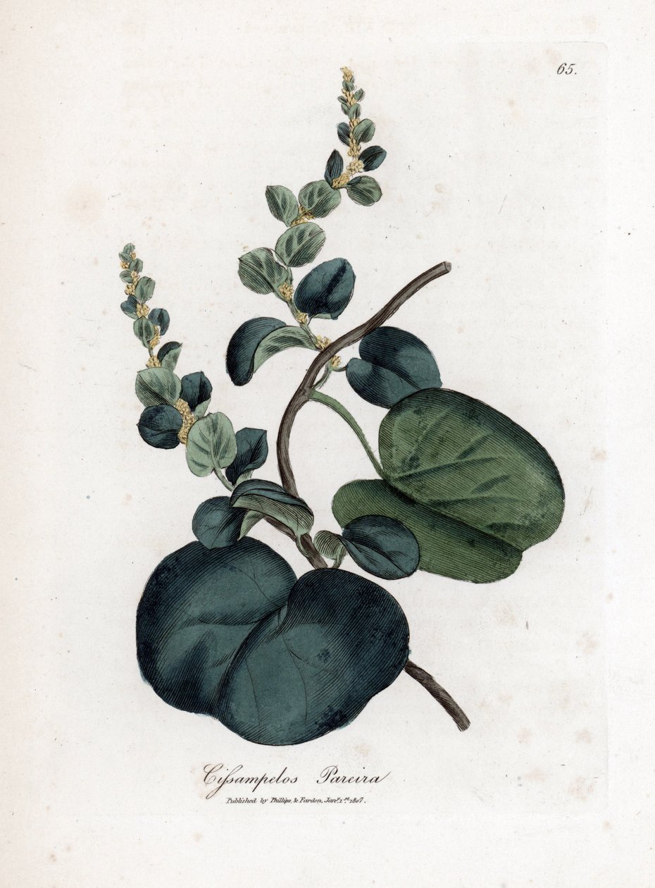 Pareira brava, Cissampelos pareira by James Sowerby