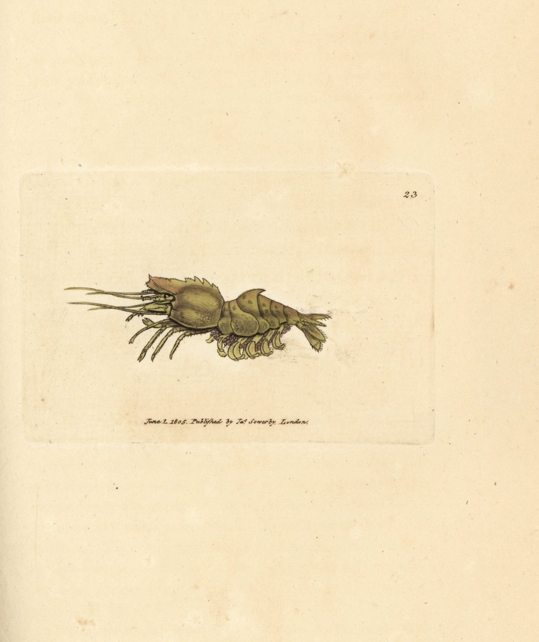Parrot shrimp, Spirontocaris spinus by James Sowerby