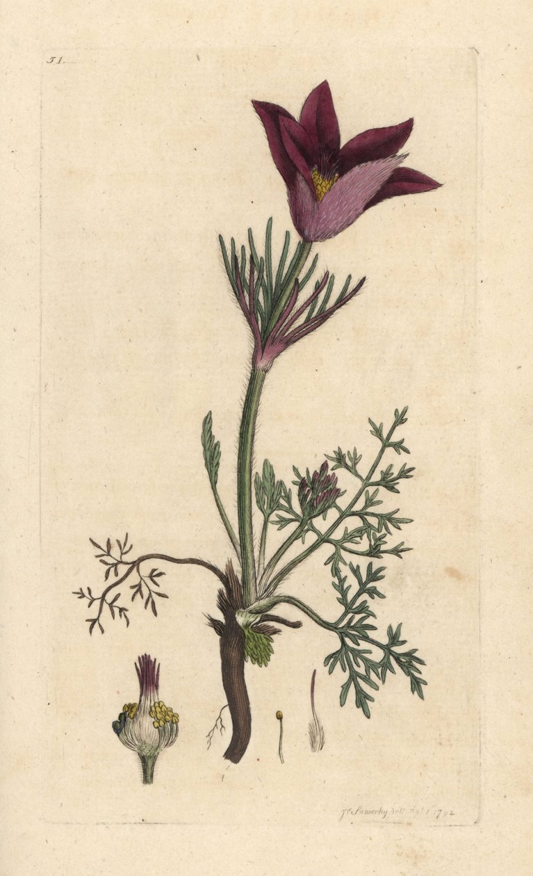 Pasqueflower, Anemone pulsatilla by James Sowerby