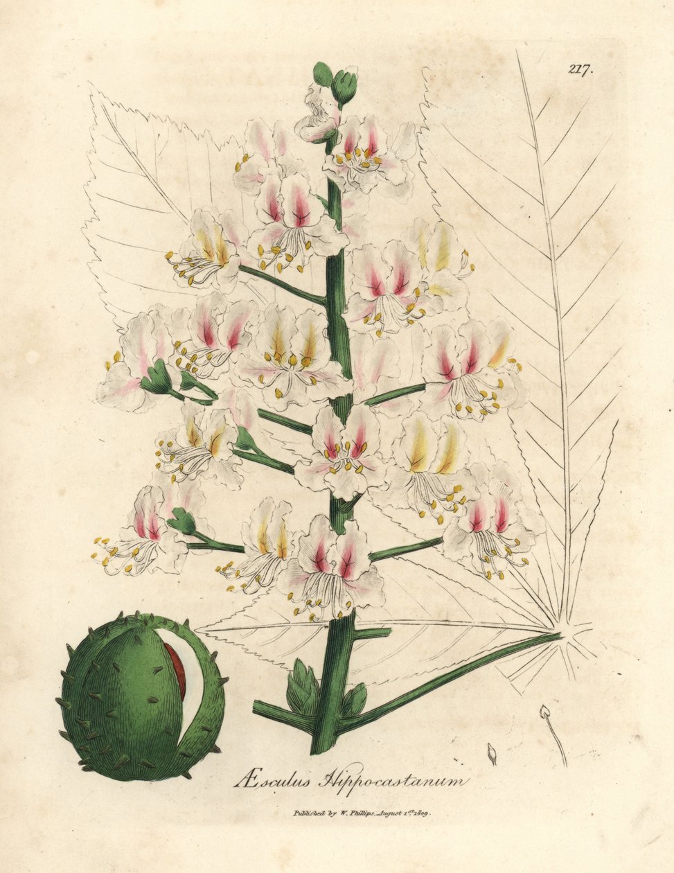 Pink blossom and fruit of the horse chestnut tree, Aesculus hippocastanum by James Sowerby