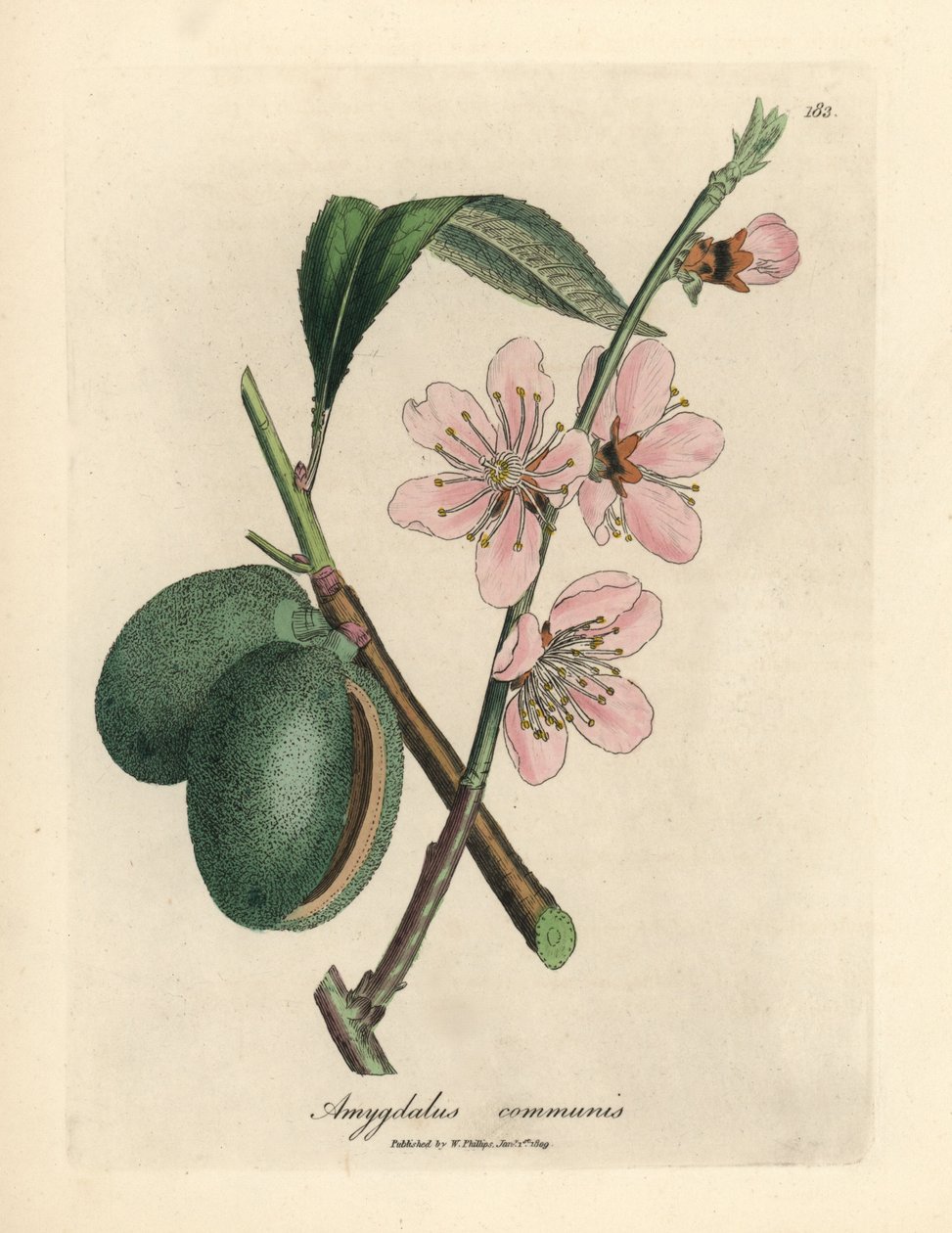 Pink Flowered Almond Tree, Amygdalus communis by James Sowerby