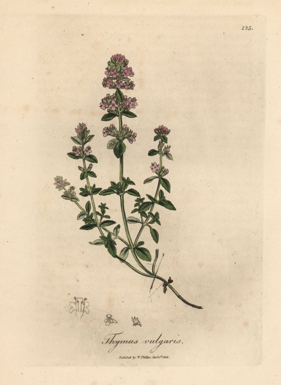 Pink Flowered Garden Thyme, Thymus vulgaris by James Sowerby