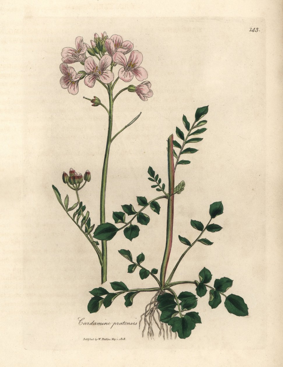 Pink Flowered Ladies Smock or Cuckoo-flower, Cardamine pratensis by James Sowerby