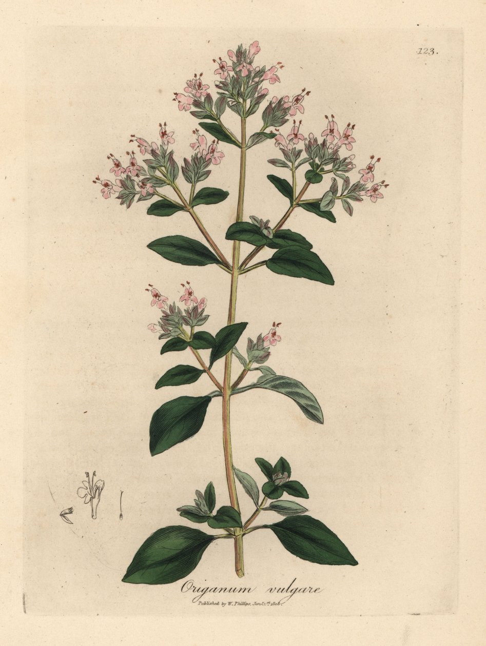 Pink flowered wild marjoram, Origanum vulgare by James Sowerby