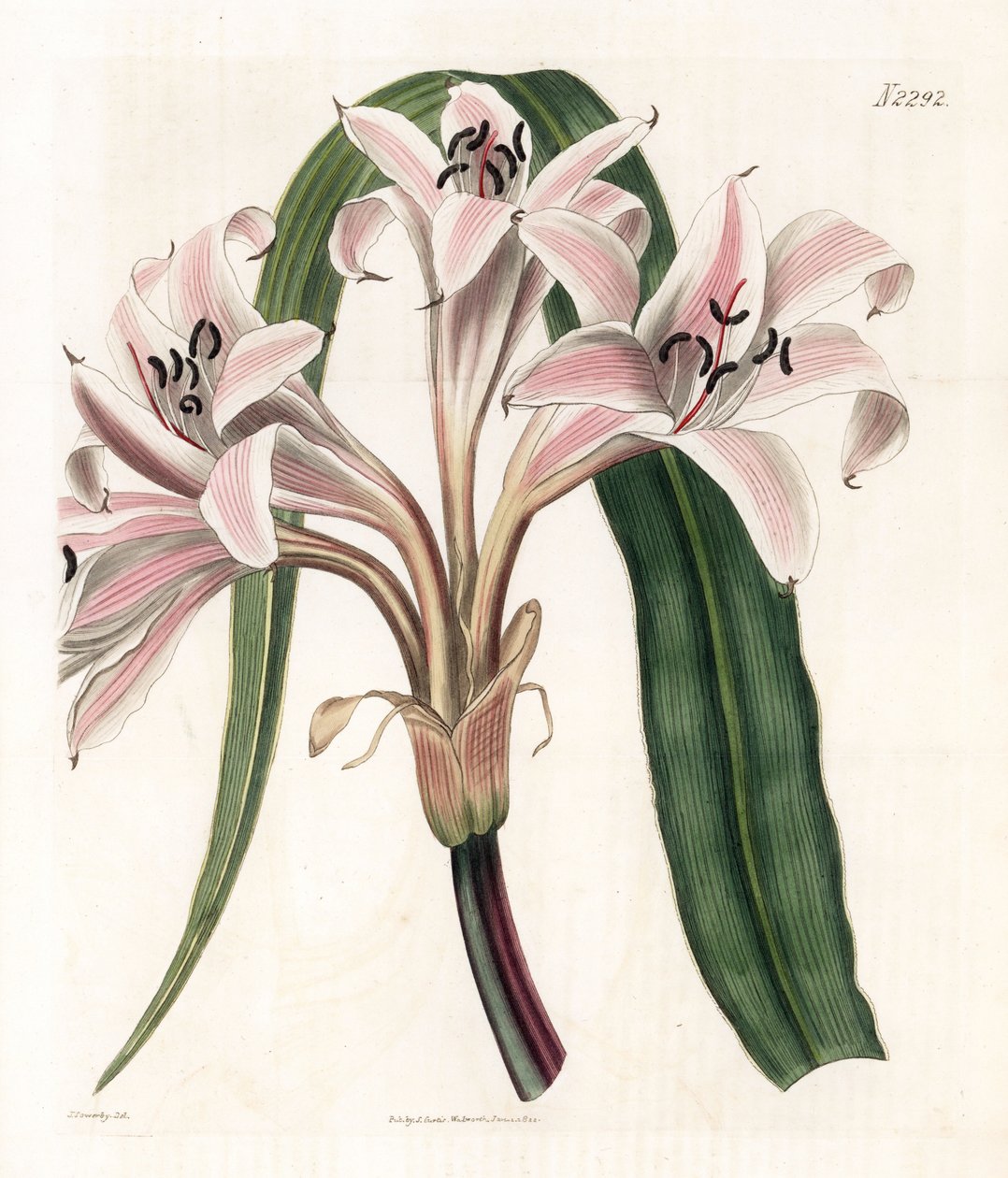 Pink Lily Variete - Pink Striped Trumpet Lily, Crinum latifolium by James Sowerby