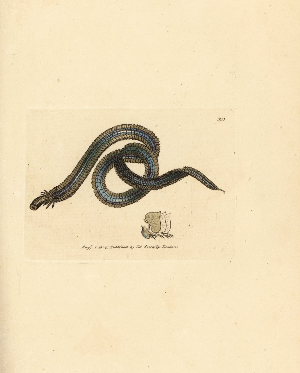 Polychaete worm, Phyllodoce lamelligera (Nereis lamelligera) by James Sowerby