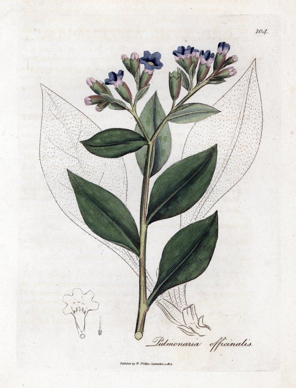Pulmonary Officinale - Lungwort, Pulmonia Officinalis. Handcoloured Copperplate Engraving from a Botanical Illustration by James Sowerby from William Woodville and Sir William Jackson Hooker
