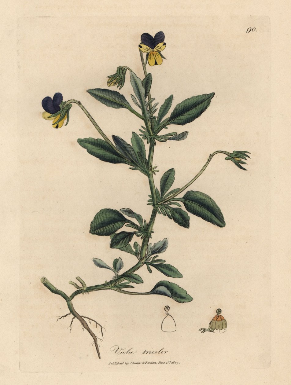 Purple and yellow pansy, Viola tricolor by James Sowerby