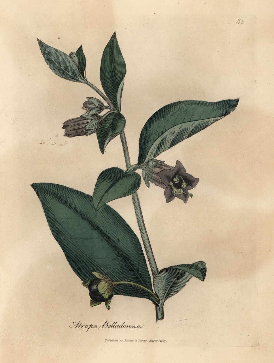 Purple flowered deadly nightshade, Atropa belladonna by James Sowerby