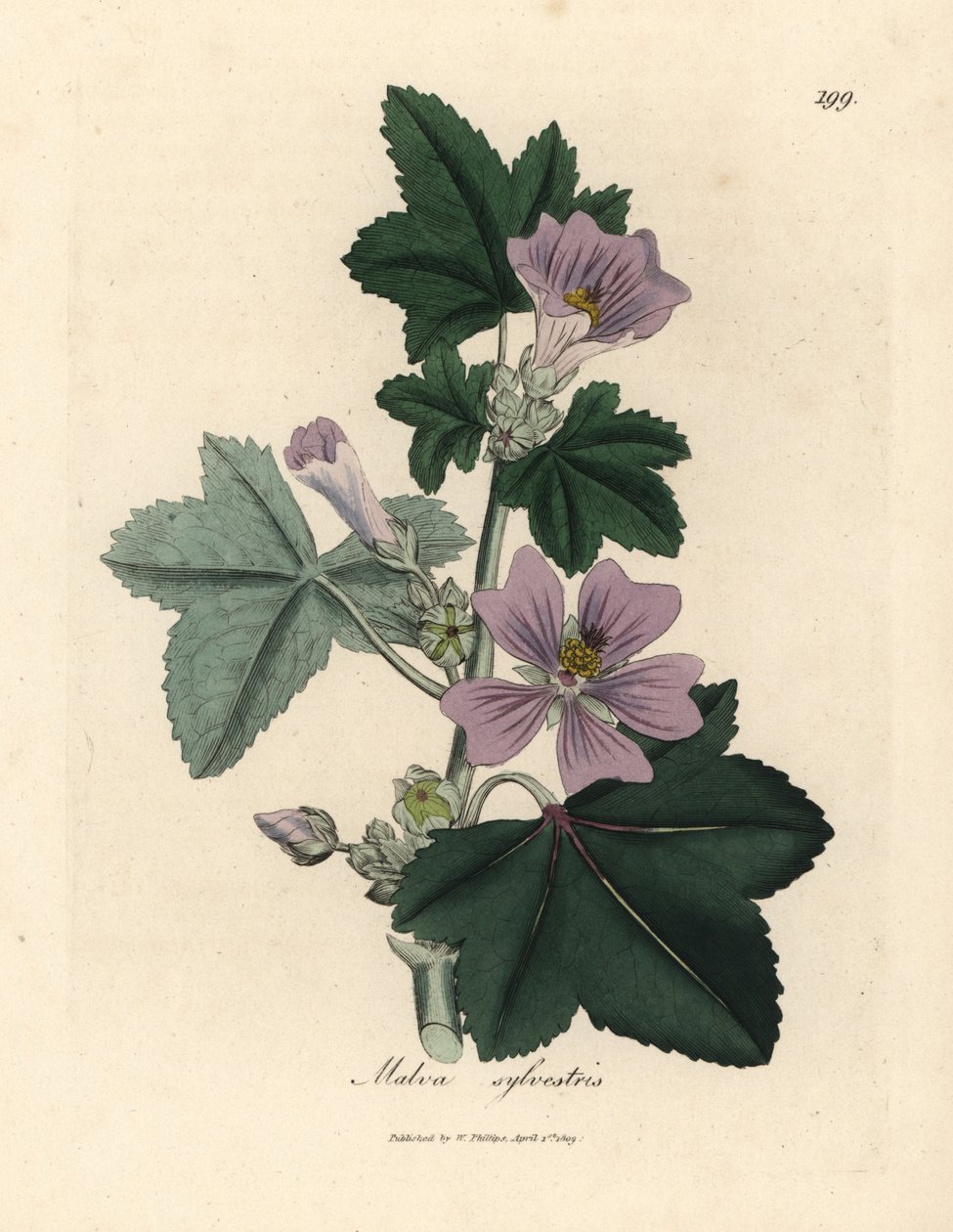 Purple flowered mallow, Malva sylvestris by James Sowerby